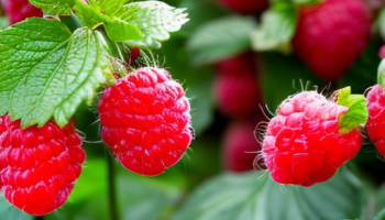 Как получить обильный урожай малины: советы и рекомендации Как получить обильный урожай малины: советы и рекомендации