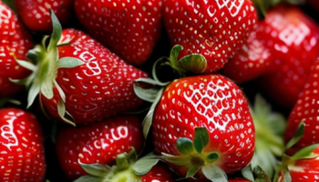 Пикировка рассады клубники: когда и как проводить, чтобы избежать стресса Пикировка рассады клубники: когда и как проводить, чтобы избежать стресса